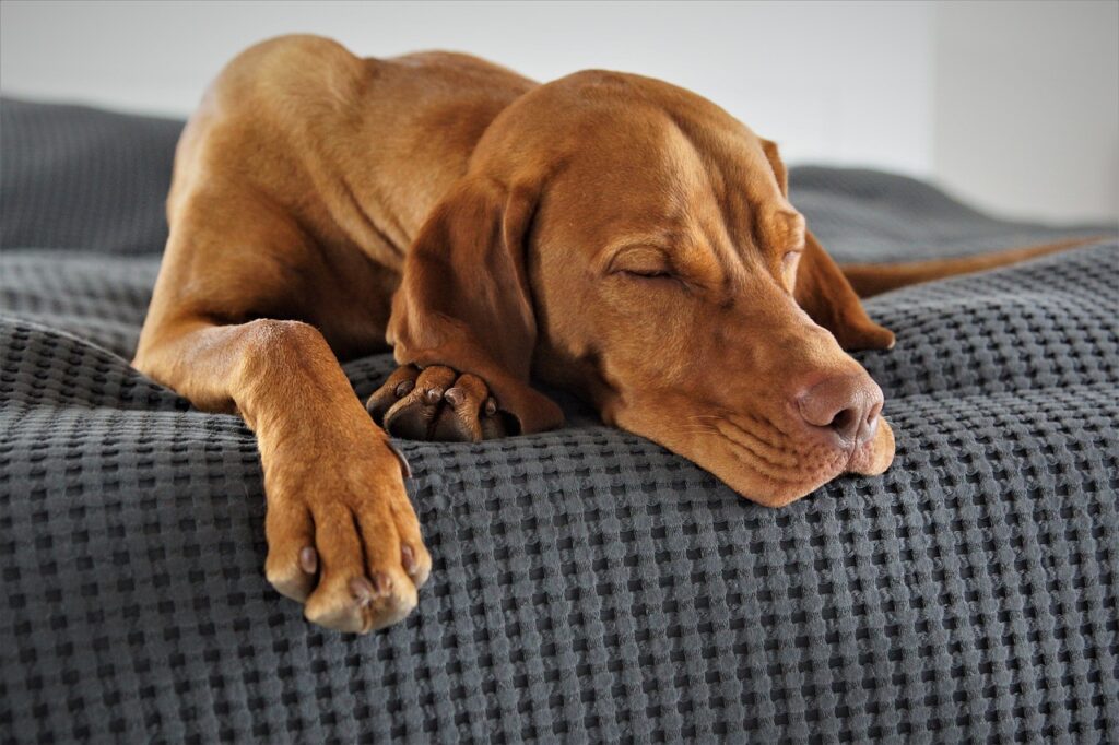 Best Foods To Eat For Better Sleep And Recovery