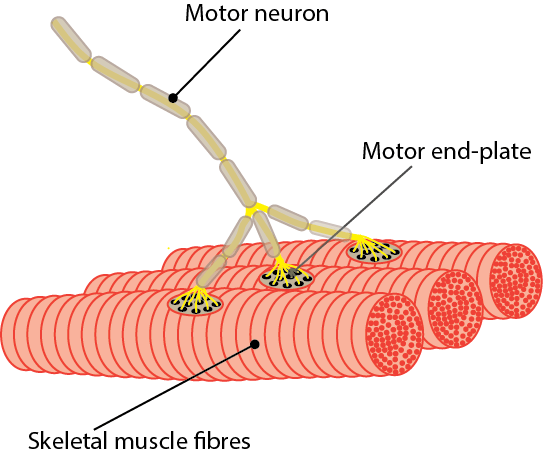 Optimizing Your Neural Adaptations For Advanced Strength Gains Optimizing Your Neural Adaptations For Advanced Strength Gains
