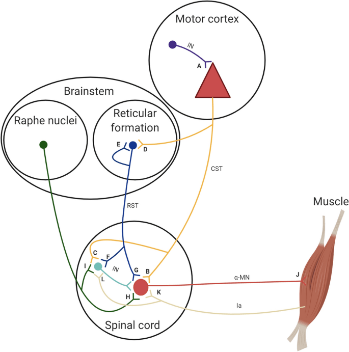 Optimizing Your Neural Adaptations For Advanced Strength Gains Optimizing Your Neural Adaptations For Advanced Strength Gains