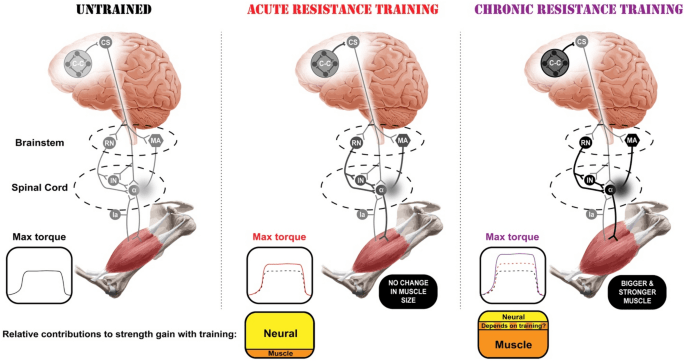 Optimizing Your Neural Adaptations For Advanced Strength Gains Optimizing Your Neural Adaptations For Advanced Strength Gains