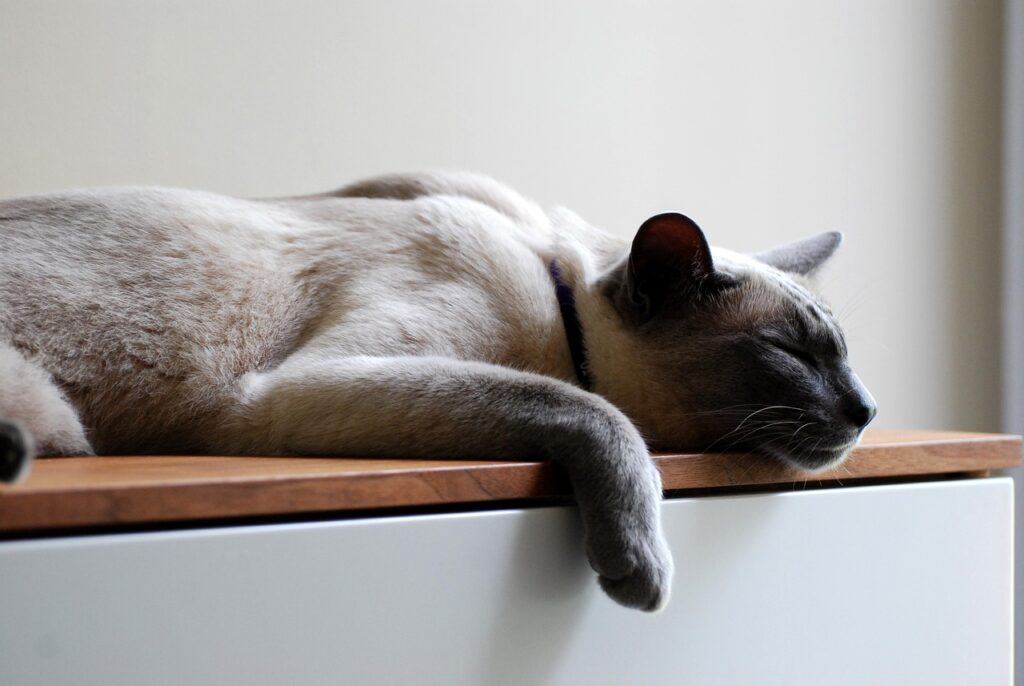 Sleep Tips For Beginner Fitness Recovery Sleep Tips For Beginner Fitness Recovery